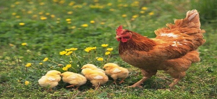 Rüyada Kahverengi Tavuk Görmek