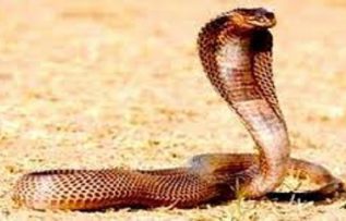 Rüyada Kahverengi Yılan Görmek