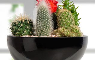 Rüyada Kaktüs Görmek