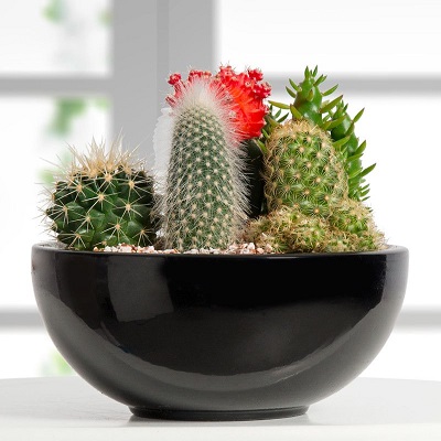 Rüyada Kaktüs Görmek