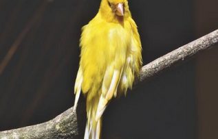 Rüyada Kanarya Görmek