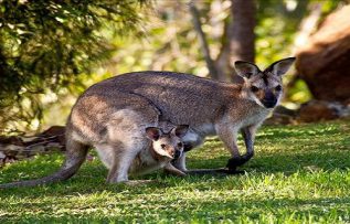 Rüyada Kanguru Görmek