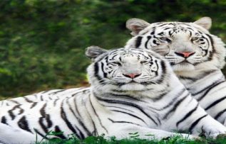 Rüyada Kaplan Görmek