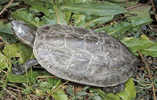 Rüyada Kaplumbağa Yavrusu Görmek