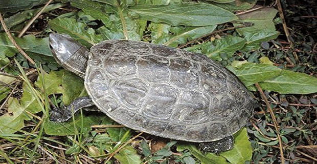Rüyada Kaplumbağa Yavrusu Görmek