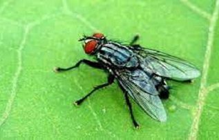 Rüyada Kara Sinek Görmek