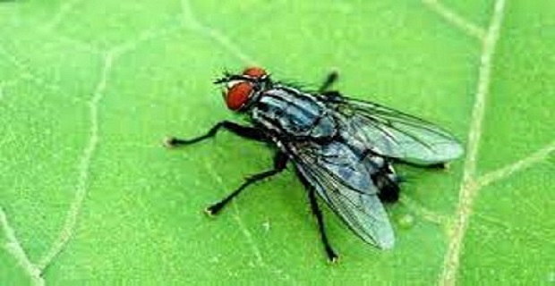 Rüyada Kara Sinek Görmek