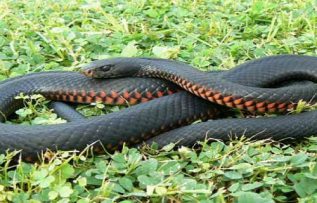 Rüyada Kara Yılan Görmek