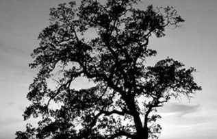 Rüyada Karaağaç Görmek