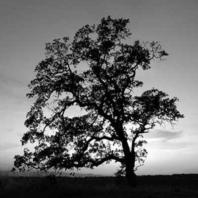 Rüyada Karaağaç Görmek