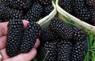 Rüyada Karadut Görmek