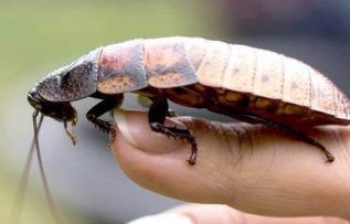 Rüyada Karafatma Görmek