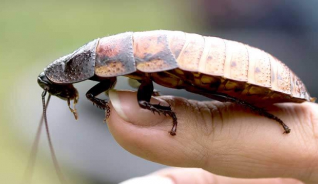 Rüyada Karafatma Görmek