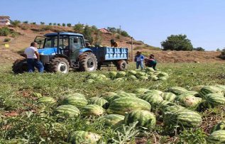 Rüyada Karpuz Tarlası Görmek