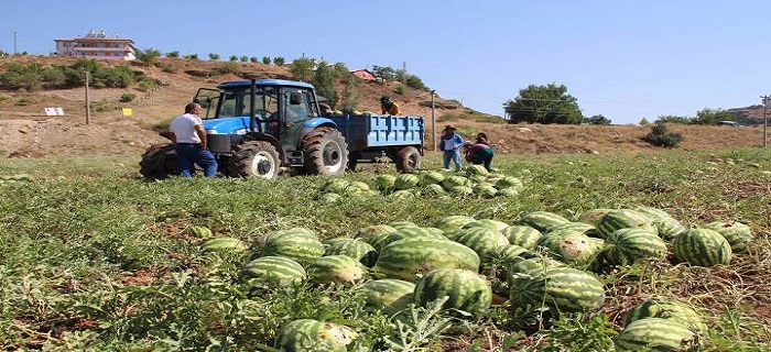 Rüyada Karpuz Tarlası Görmek