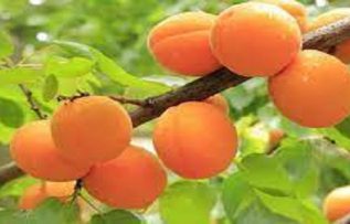 Rüyada Kayısı Ağacı Görmek