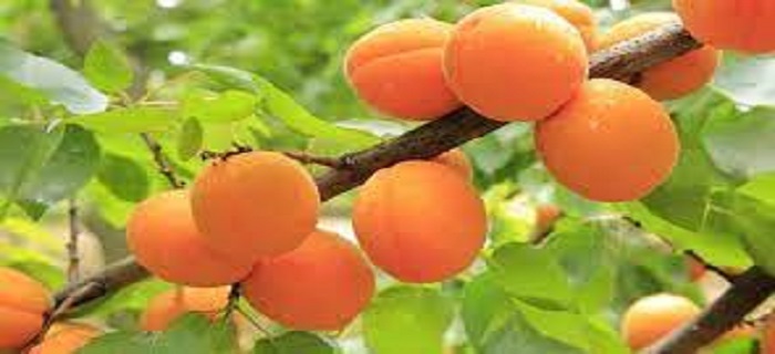 Rüyada Kayısı Ağacı Görmek