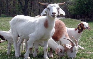 Rüyada Keçi Sürüsü Görmek