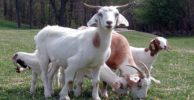 Rüyada Keçi Sürüsü Görmek