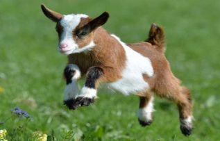 Rüyada Keçi Yavrusu Görmek