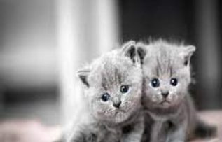 Rüyada Kedi Görmek