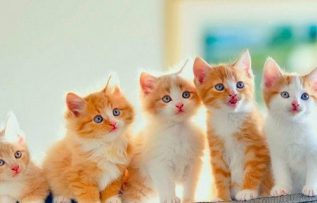 Rüyada Kedi Görmek