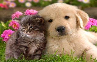 Rüyada Kedi Köpek Görmek