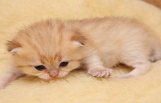 Rüyada Kedi Kovalamak