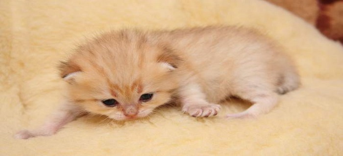 Rüyada Kedi Kovalamak