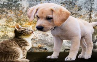 Rüyada Kedi Kurtarmak