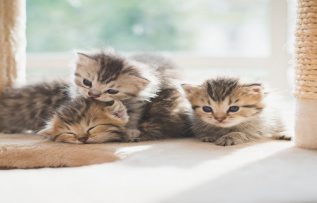 Rüyada Kedi Ölüsü Görmek