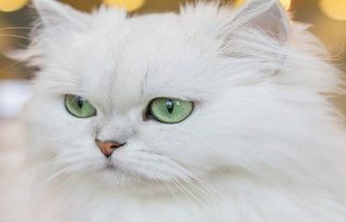 Rüyada Kedi Pisliği Görmek