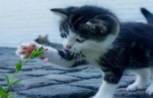 Rüyada Kedi Sahiplenmek