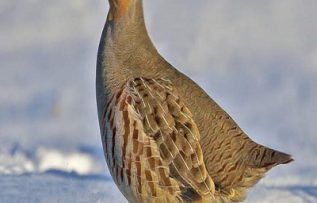 Rüyada Keklik Görmek