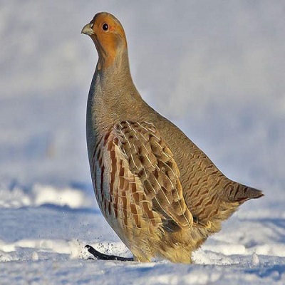 Rüyada Keklik Görmek