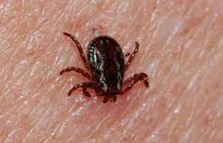 Rüyada Kene görmek