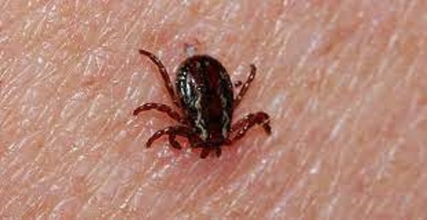 Rüyada Kene görmek