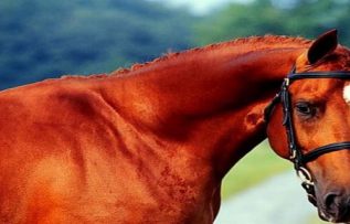 Rüyada Kırmızı At Görmek