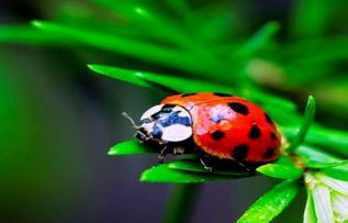 Rüyada Kırmızı Böcek Görmek