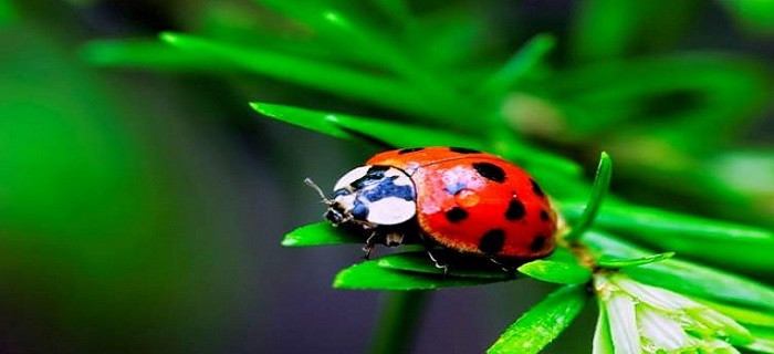 Rüyada Kırmızı Böcek Görmek