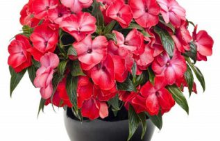 Rüyada Kırmızı Çiçek Görmek