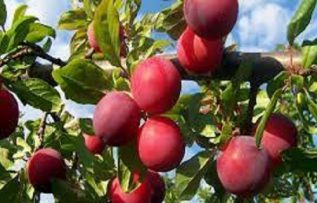 Rüyada Kırmızı Erik Görmek