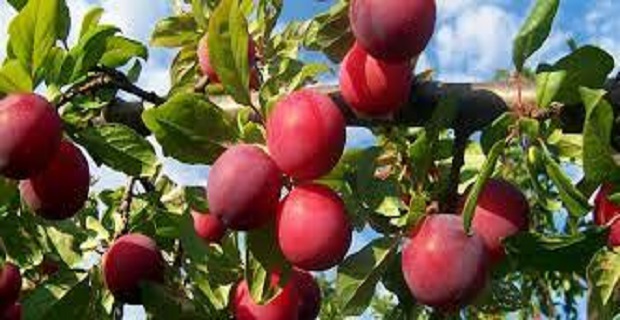 Rüyada Kırmızı Erik Görmek