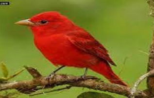 Rüyada Kırmızı Kuş Görmek