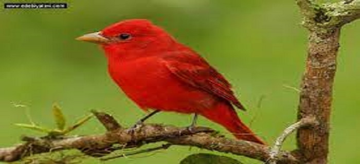 Rüyada Kırmızı Kuş Görmek