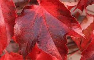 Rüyada Kırmızı Renk Görmek