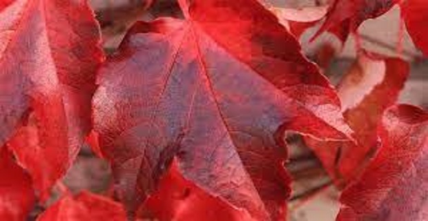 Rüyada Kırmızı Renk Görmek