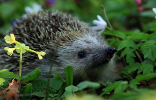 Rüyada Kirpi görmek