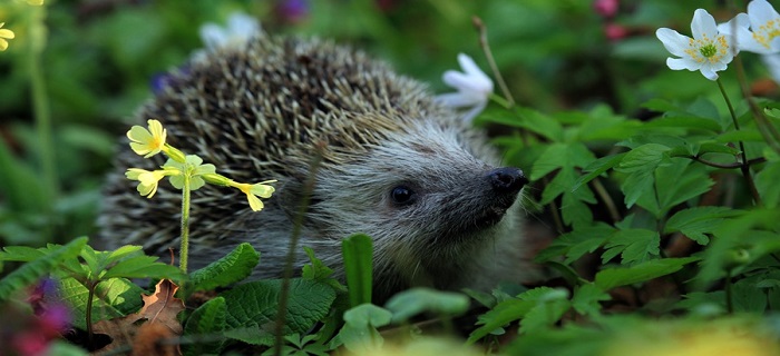 Rüyada Kirpi görmek