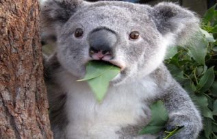 Rüyada Koala Görmek